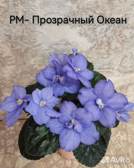 Фиалки сортовые