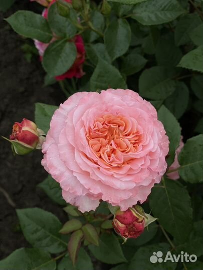 Саженцы роз