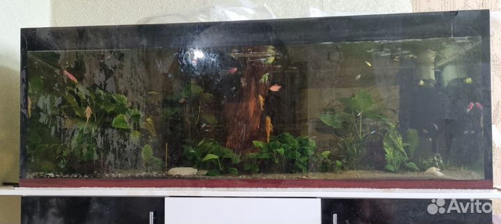 Аквариум 500л + содержимое