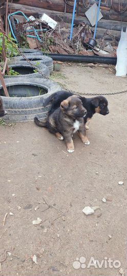 Щенки в добрые руки