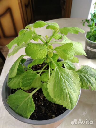 Ком. цветы плектрантус 4 сор. КРОТОН шефлера