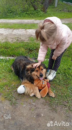 Собака в добрые руки