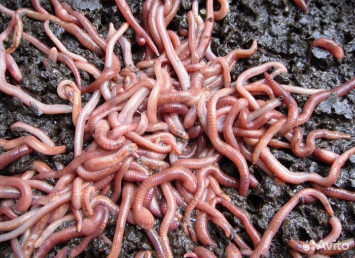 Дождевые черви