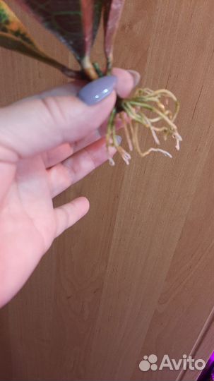 Кротон,плющ,традесканция