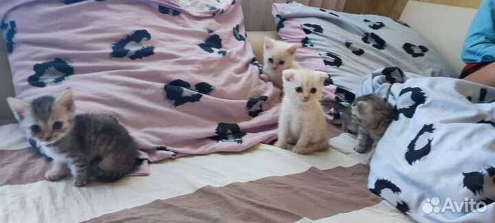 Котята в добрые руки