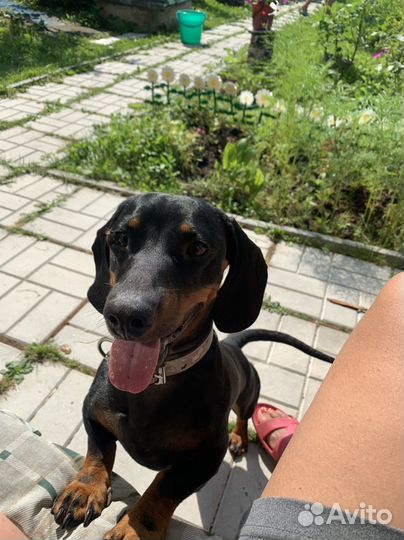 Вязка кобель такса