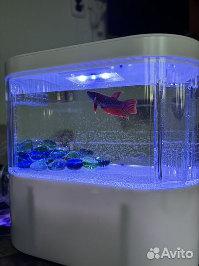 Рыбка петушок самка