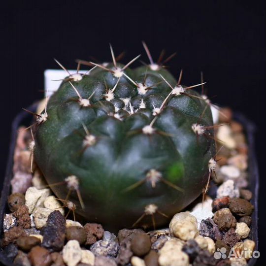 Кактусы в ассортименте