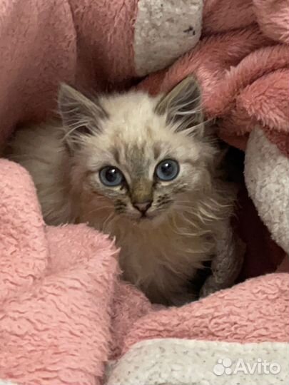 Котенок мальчик