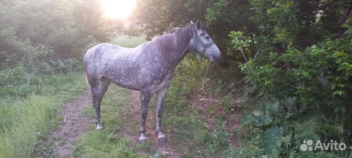 Лошадь кобыла