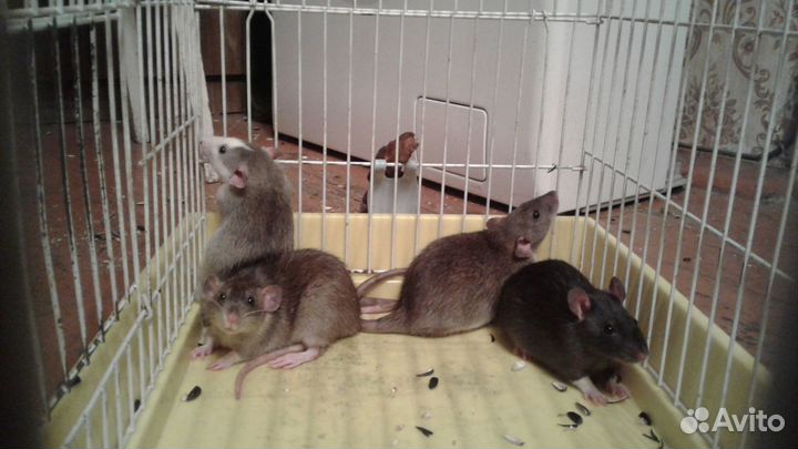 Продаются крысята
