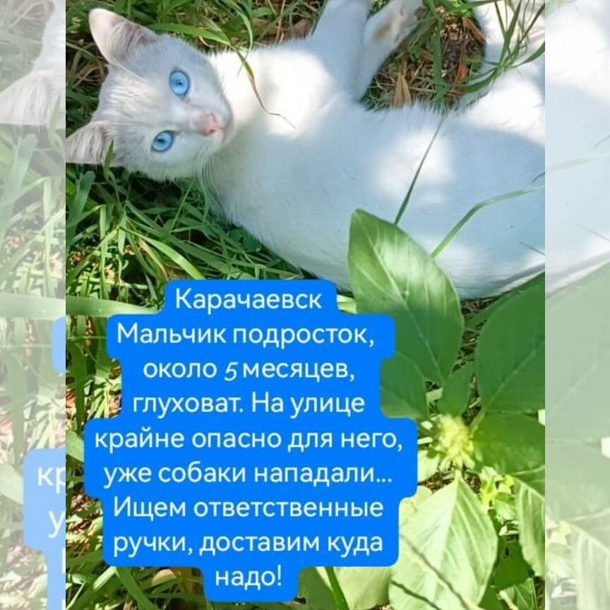 Котик особенный