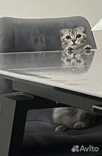 Шотландский вислоухий кот