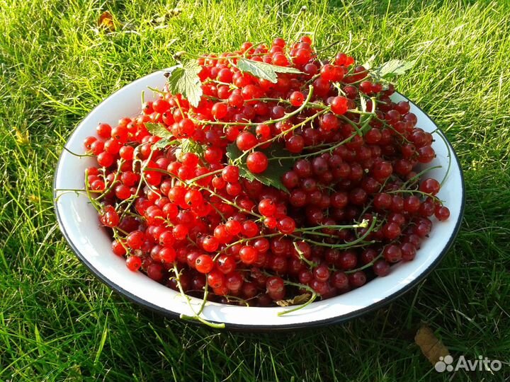 Смородина красная Сладкая