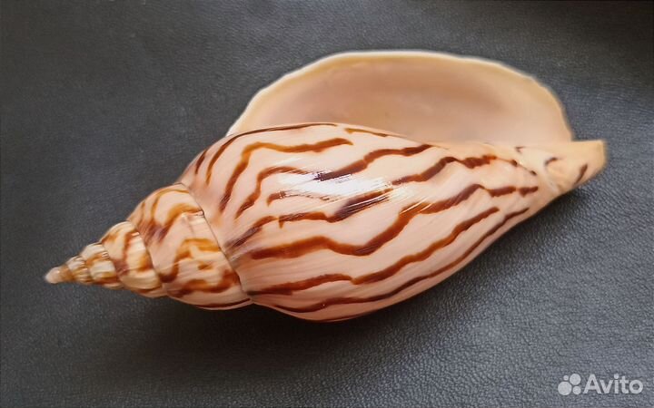 Морские ракушки раковины