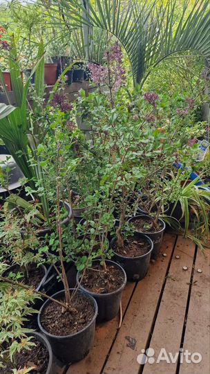 Сирень мейера мелколистная