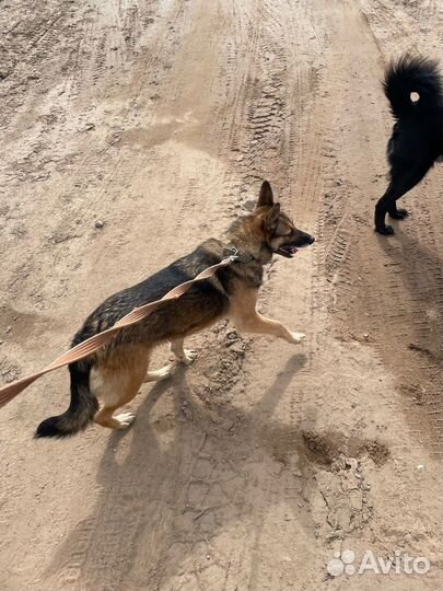 Миниовчарка