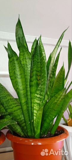 Комнатные растения