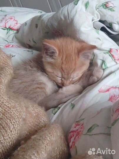 Котёнок мейн-кун