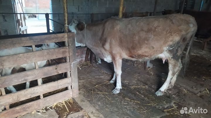 Корова с теленком