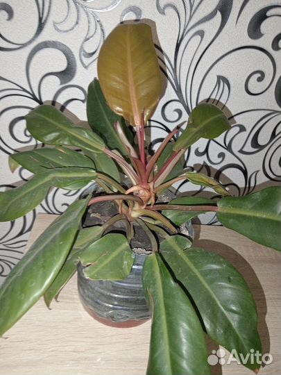 Продам цветок