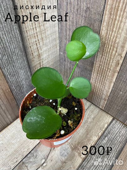 Дисхидия apple leaf