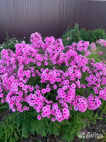 Нарцисс Ирис ландыши пионы