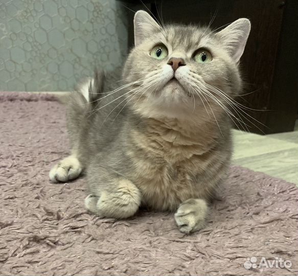 Кошка