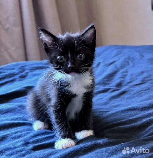 Котята в добрые руки мальчики