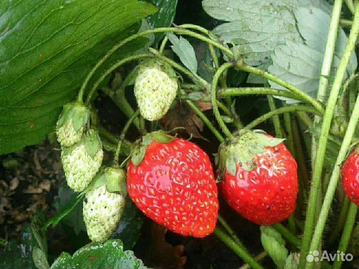 Усы клубники