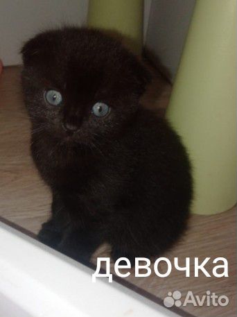 Отдам котят