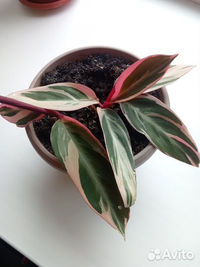 Строманта Триколор