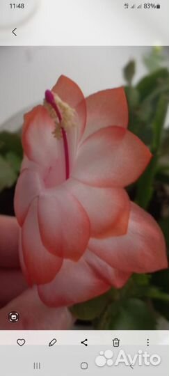 Шлюмбергеры сортовые, паперомия