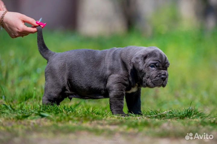 Щенки кане Корсо