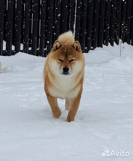 Сиба ину кобель Вязка