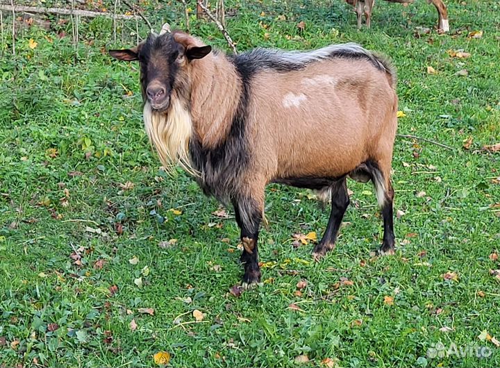 Продам козла