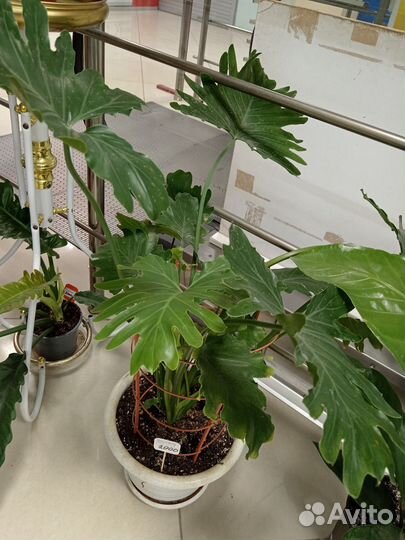 Растения для дома и офиса