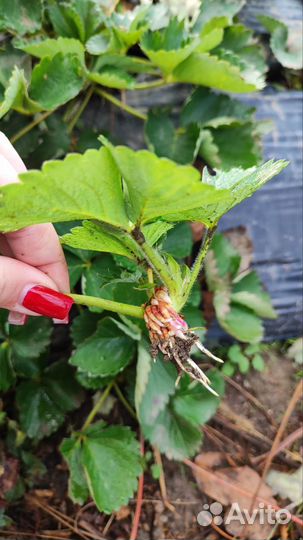 Рассада клубники клери