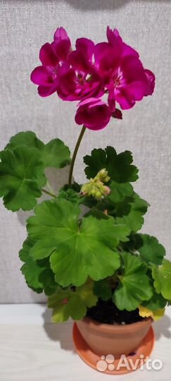 Пеларгонии