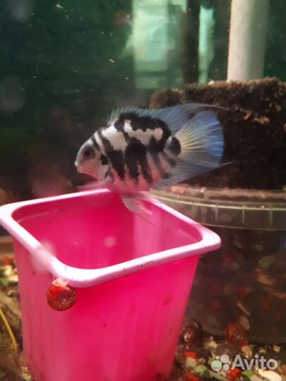 Сапфировые попугаи, анцитрус,меченосец