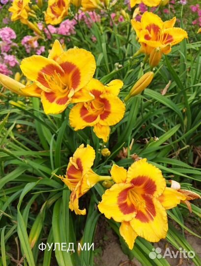 Лилейники сортовые