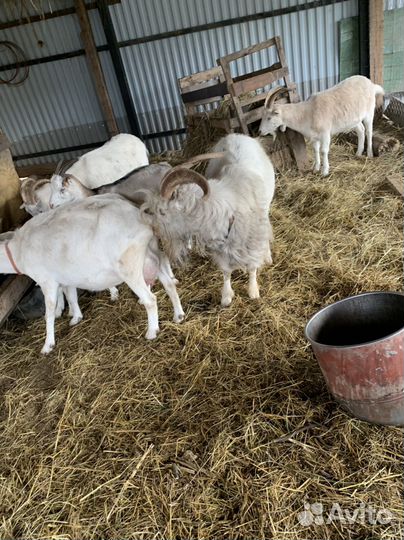 Козел ламанча