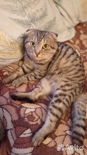 Шотландский Скоттиш Фолд вязка