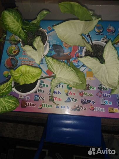 Цветы сингониум