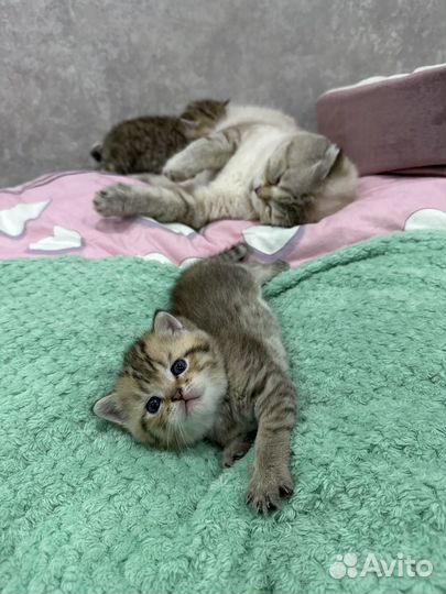 Шотландские котята