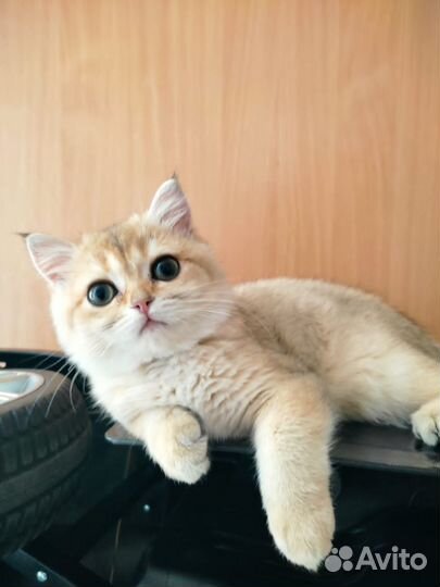 Продам кошечку 1 годик
