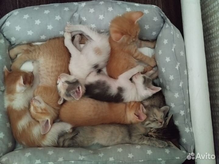 Котята в добрые руки