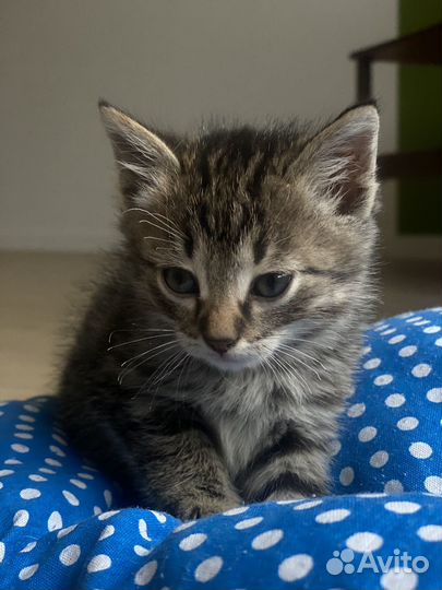 Котик в добрые руки