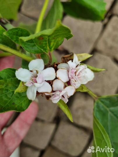 Клеродендрумы