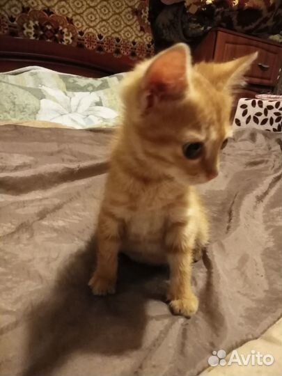 Котенок Персик